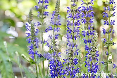 Blooming Salvia nemorosa flowers Stock Photo