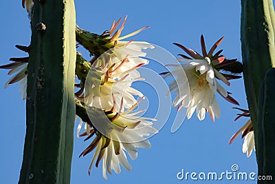 Blooming San Pedro Cactus Latin - Trichocereus pachanoi Stock Photo