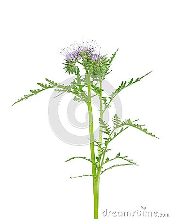 Blooming scorpion weed Stock Photo