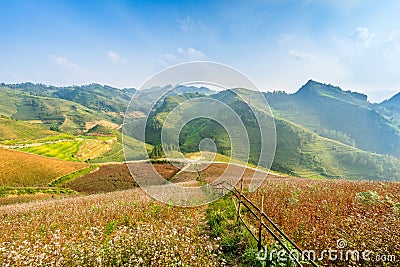 Blooming season in Ha Giang Stock Photo