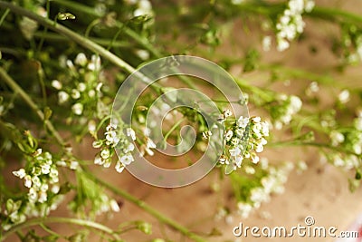 Blooming shepherd's purse herb on a table - ingredient for herbal tincture Stock Photo