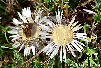Blooming silver thistles with prickly leaves and silver flowers are photographed from above Stock Photo