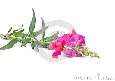 Blooming snapdragon flower Stock Photo