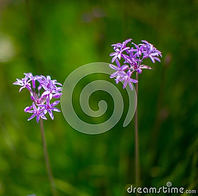 Society Garlic Stock Photo