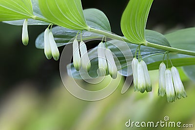 Blooming Solomon`s seal Polygonatum odoratum Stock Photo