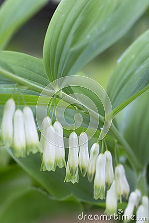 Blooming Solomon`s seal Polygonatum odoratum Stock Photo