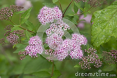 Blooming Spiraea japonica 'anthony waterer' in summer garden. Pink cluster flowers Stock Photo