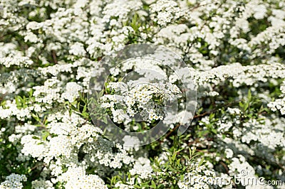 Blooming Spirea. Spiraea hypericifolia. Many white spirea flowers form a magnificent spring background Stock Photo