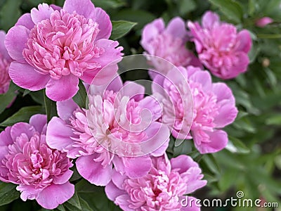 Blooming Splendor: Mesmerizing Peony Photographs Stock Photo