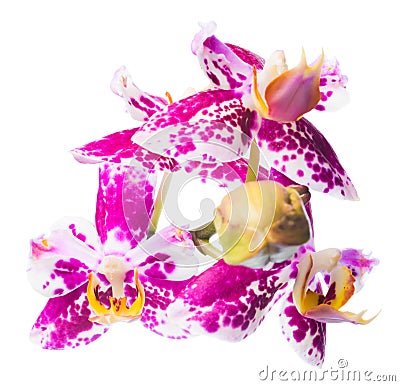 Blooming spotted cherry orchid is isolated Stock Photo