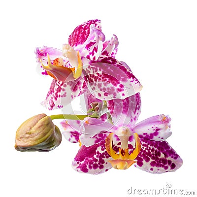 Blooming spotted purple orchids, phalaenopsis Stock Photo