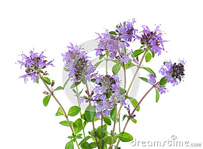 Blooming sprigs of Wild Thyme Thymus serpyllum isolated on white background Stock Photo