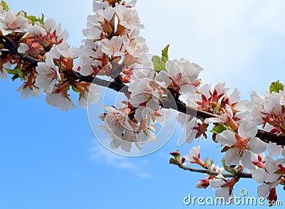 Blooming spring branch of cherry tree on a blue bright sky background Stock Photo