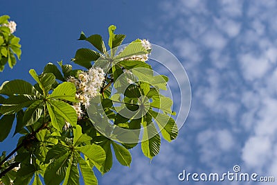 Blooming spring chestnut Stock Photo