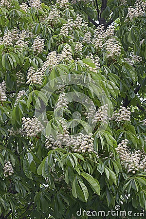 Blooming spring chestnut tree Stock Photo