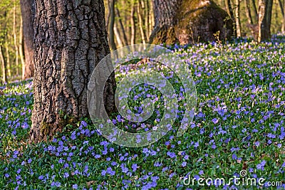 Blooming spring forest with old oak trees. Blooming and juicy Vinca minor Stock Photo