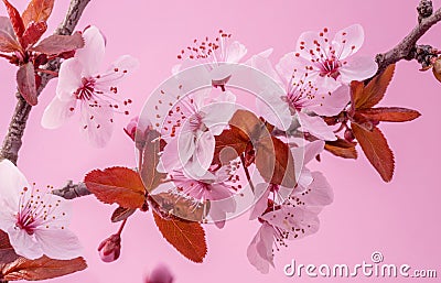 Blooming spring plum branch on pink background Stock Photo