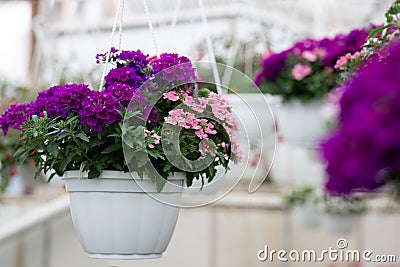 Blooming in spring and summer, sale in greenhous and business Stock Photo