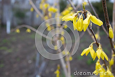 Blooming spring yellow tree. Close-up in daylight overcast. Stock Photo