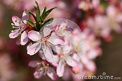 Blooming steppe almond Prunus tenella. Natural plant background with pink flowers Stock Photo