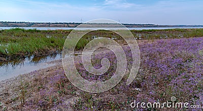 Blooming steppe coastal vegetation and cracked clay near coastal puddles on the bank of the Tiligul Estuary Stock Photo