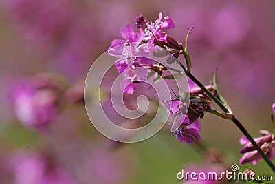 Blooming sticky catchflies Silene viscaria Stock Photo