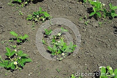 Blooming strawberries plant in the garden Stock Photo