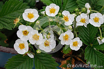 Blooming strawberries plants. Strawberry bush . White strawberry flowers. Strawberries in the garden. Close-Up. Selective focus. Stock Photo