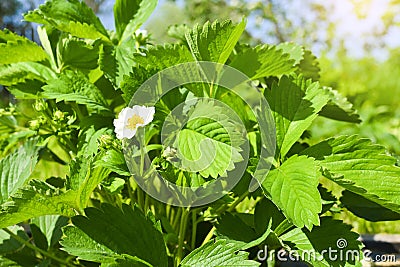 Blooming strawberries on a sunny day in the garden Stock Photo