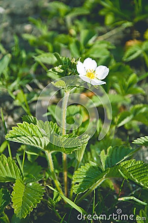 Blooming strawberry in the garden Stock Photo