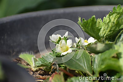 Blooming Strawberry Plant Stock Photo