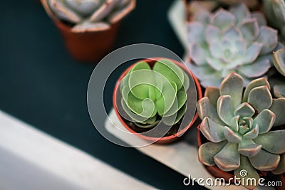 Blooming succulent Echeveria elegans is a species of flowering plant in the Crassulaceae family, native to semi-desert habitats. Stock Photo