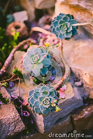 Blooming succulent plant, Echeveria Stock Photo