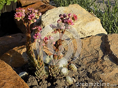 Blooming Succulent Plant Stock Photo