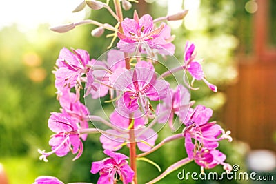 Blooming summer fireweed Stock Photo