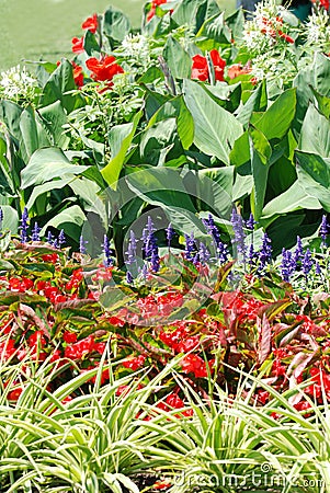 Blooming summer garden Stock Photo