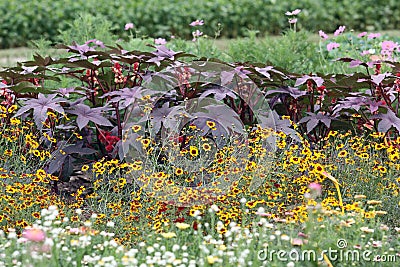 A blooming summer garden bed with high annuals Stock Photo