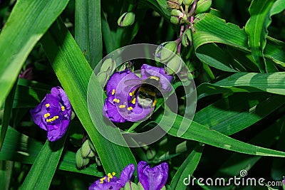 A blooming summer garden. Pollination of flowers by insects. Bumblebee Latin: Bombus on purple flowers Tradescantia Latin: Stock Photo