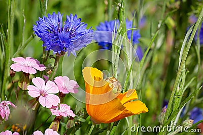 Blooming summer meadow with blue cornflowers, California tree poppy and Stock Photo