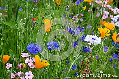 Blooming summer meadow with blue and white cornflowers, California tree poppy and Stock Photo