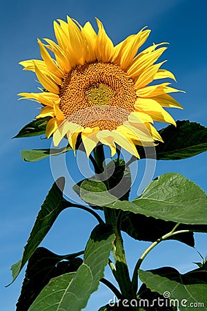 Blooming sunflower Stock Photo