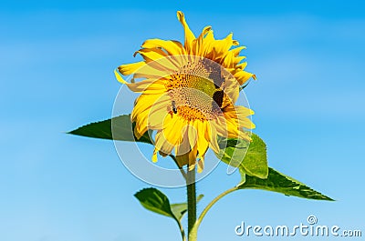 Blooming sunflower against a blue summer sky. Minimalism. Close-up Stock Photo