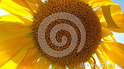 A blooming sunflower close-up with petals illuminated by the sun Stock Photo