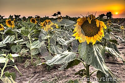 Blooming sunflower field at sunset Stock Photo