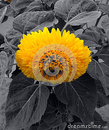 Yellow Flower And Black Leaves Metaphoric Image Stock Photo