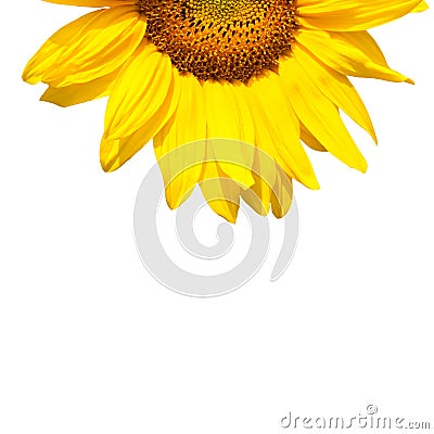 Blooming sunflower Stock Photo