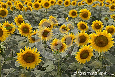 Blooming sunflowers meadow muted colors. Yellow sunflowers with green leaves closeup. Field of sunflowers. Stock Photo