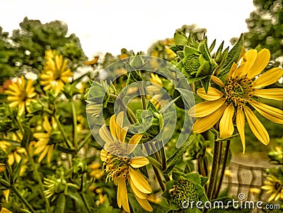 Blooming sunflowers in an urban landscape. Yellow flowers. Garden. Stock Photo
