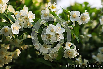 Blooming sweet mock-orange Philadelphus coronarius, English dogwood in the garden in early summer Stock Photo