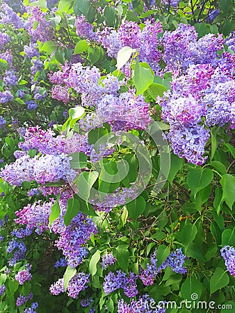 Blooming syren tree Stock Photo